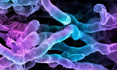 Новый мощный антибиотик десятилетиями "прятался на виду"