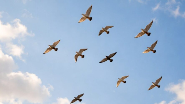 Популяция птиц в России под угрозой из-за конфликта на Ближнем Востоке 22/03/2026 &ndash; Новости