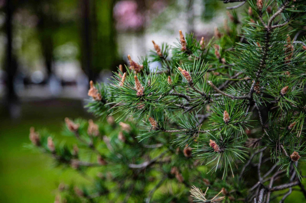 Ученый Ефимов: в Москве яблони и груши зацветут не раньше мая