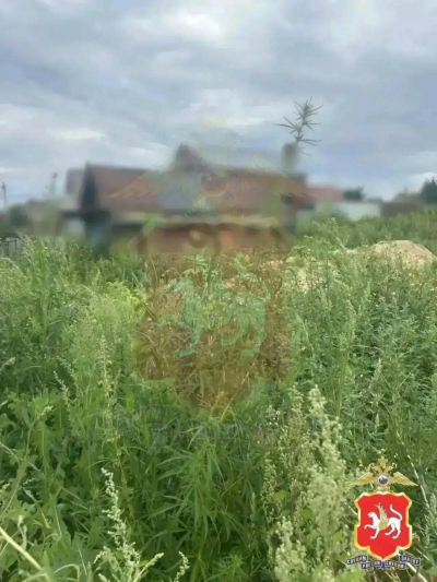 В Нижнекамском районе РТ обнаружили 10 000 кв.м. дикорастущей конопли