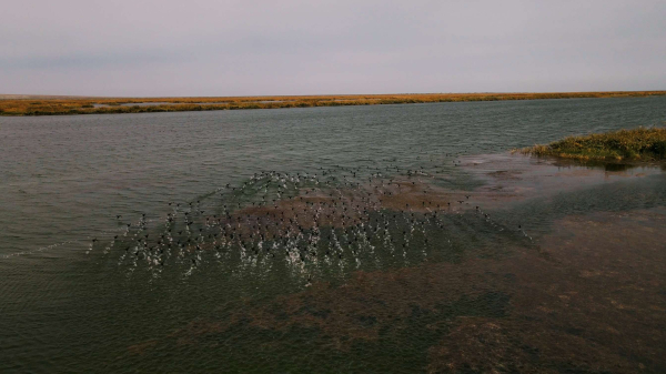 Возрождение Аральского моря: исторический рекорд подачи воды и перспективы для региона