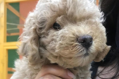 &laquo;Я набрала 250 000 лайков ради щенка&raquo;