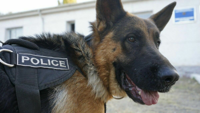 600 кг наркотиков помогли изъять служебные собаки за два месяца в Казахстане
