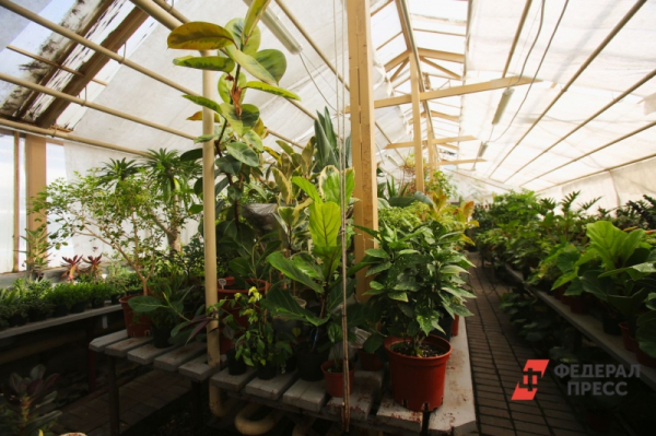 В Свердловскую область привезли 2,5 миллиона клещей: поселят в теплицах