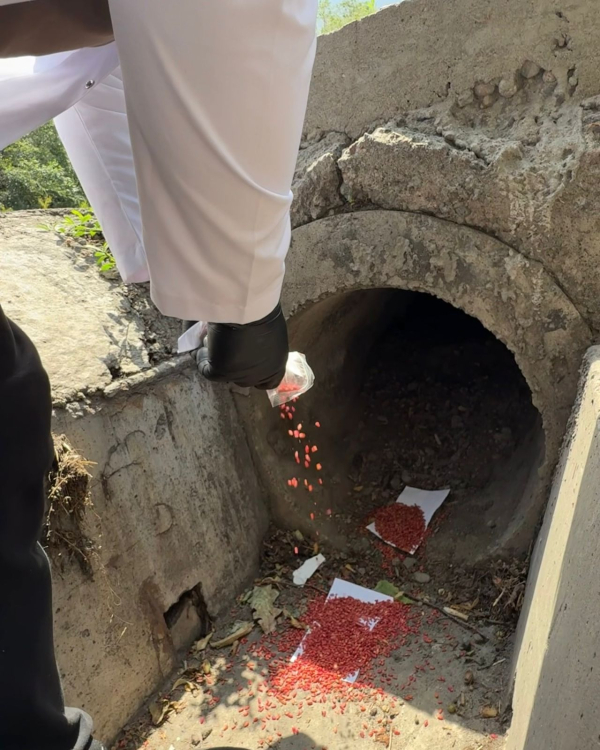 &laquo;Таза Қазақстан&raquo;: в Алматы стартовал второй этап дератизации