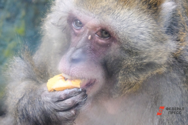 Стало известно, каких животных следует избегать из-за риска оспы обезьян