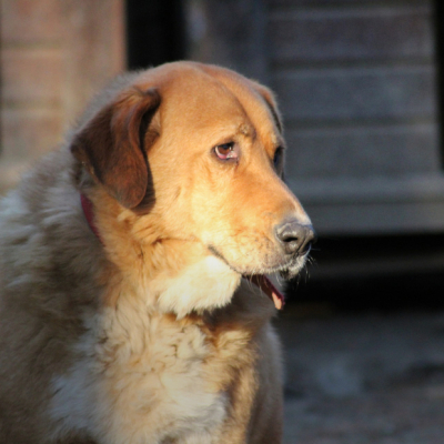Мы основали приют для животных