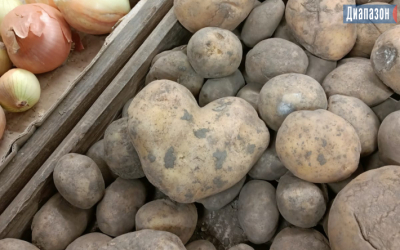 Цена на картофель осенью не превысит 145 тенге за килограмм, заявили в правительстве