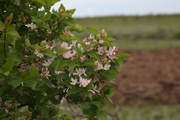 В Казахстане вернули в доход государства земли миллиардеров и бывших чиновников