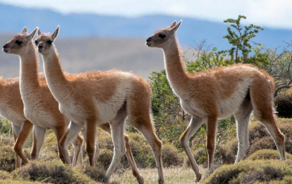 Кто такой гуанако и почему его появление в Кыргызстане - радость?