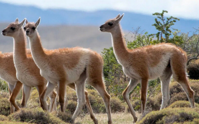 Кто такой гуанако и почему его появление в Кыргызстане - радость?