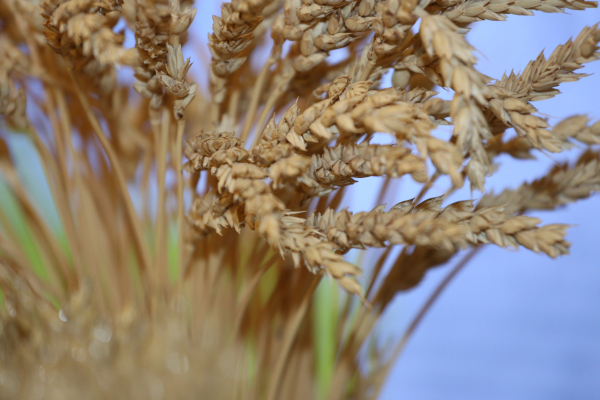 Меры господдержки производителей и экспортеров зерна продлили до 2026 года