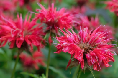 Кидаю семена в талый снег &mdash; и с июня по октябрь любуюсь каскадом рубиновых шапок. Многолетник-трудяга для сада