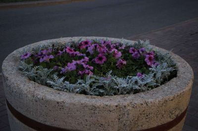 В Алматы начали готовить цветники к зиме