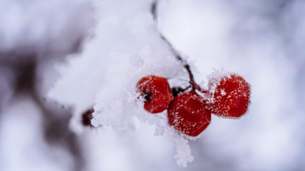 При какой температуре воздуха отменяют уроки в школах, рассказываем 23/01/2026 &ndash; Новости