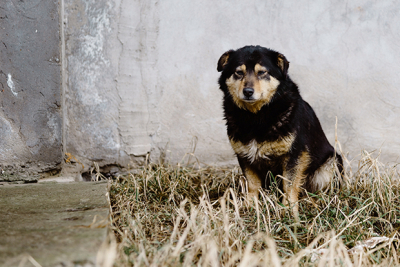 Что делать, если нашли животное на улице