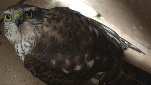 Жители Казани спасли ястреба и летучую мышь &mdash; животных отправили на реабилитацию