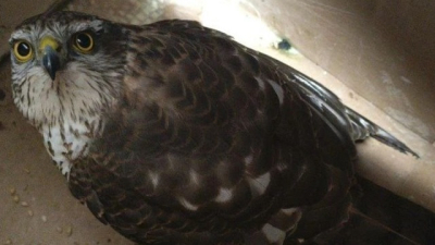 Жители Казани спасли ястреба и летучую мышь &mdash; животных отправили на реабилитацию