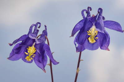 Аквилегия Колумбина &mdash; махровый многолетник для ленивого садовода: яркое цветение без хлопот