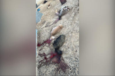 Жылыойские &ldquo;динго&rdquo; рвут скот и пугают людей