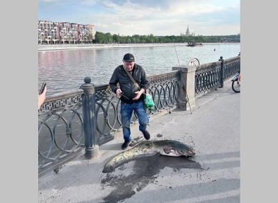 Сом-гигант весом 25 кг попался на крючок в центре Москвы