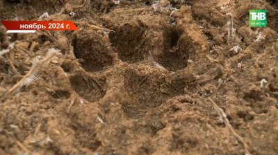 &laquo;Уже поедают друг друга&raquo;: всплыли шокирующие подробности дела о псах, загрызших Жанну Хусаинову